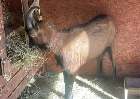 Vând Țap Alpin Francez pentru reproducție - 1 an și 4 luni - 3/5