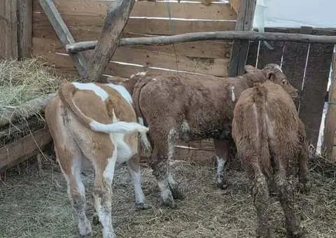 Vând 2 taurași Angus și o vițea Bălțată