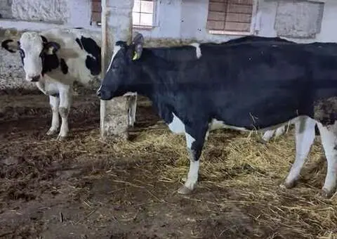 Vând 7 junici gestante (prima gestație) - Genetică premium - 1/3