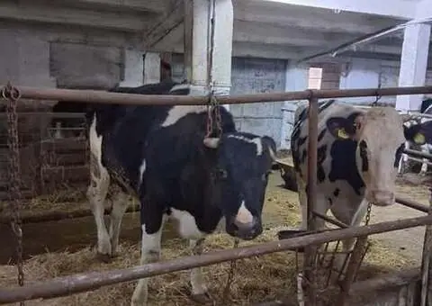 Vând 7 junici gestante (prima gestație) - Genetică premium - 2/3