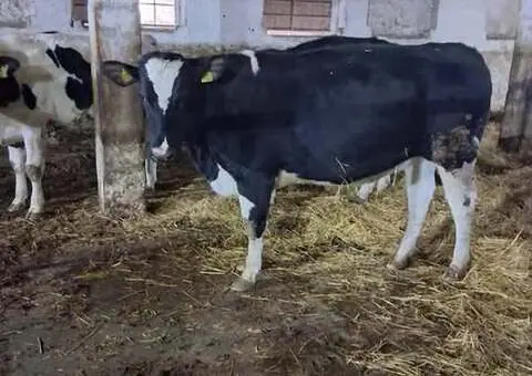 Vând 7 junici gestante (prima gestație) - Genetică premium - 3/3