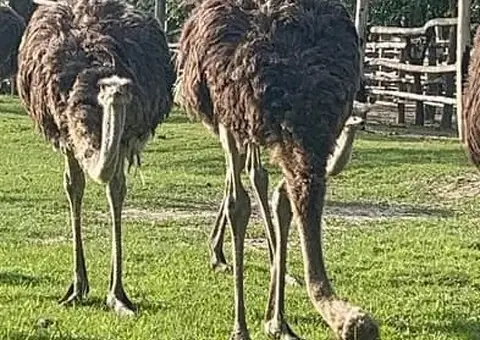 Vând pui de struț (4-8 luni) - Genetică de top și consultanță inclusă - 1/3