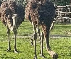 Vând pui de struț (4-8 luni) - Genetică de top și consultanță inclusă