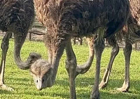 Vând pui de struț (4-8 luni) - Genetică de top și consultanță inclusă - 2/3