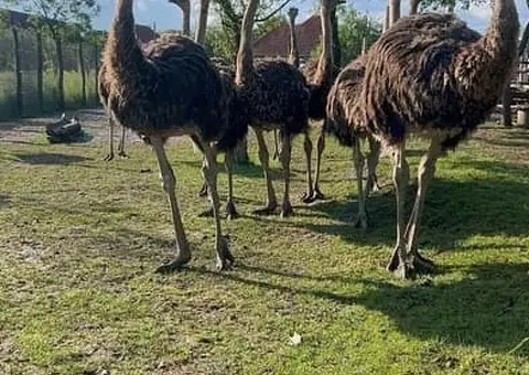 Vând pui de struț (4-8 luni) - Genetică de top și consultanță inclusă - 3/3