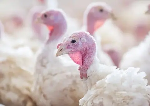 Vând pui de curcan de carne (albi) - 3 săptămâni | Precomandă