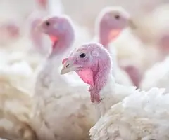 Vând pui de curcan de carne (albi) - 3 săptămâni | Precomandă