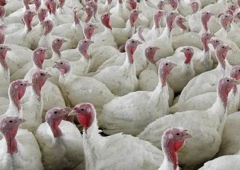 Vând pui de curcan de carne (albi) - 3 săptămâni | Precomandă - 2/2