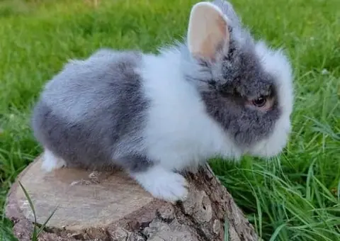 Vând Iepurași Pitici de Companie (Diferite Rase) - Crescătorie - 1/6