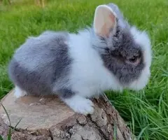 Vând Iepurași Pitici de Companie (Diferite Rase) - Crescătorie