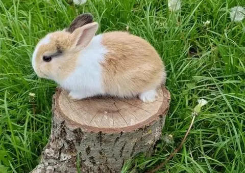 Vând Iepurași Pitici de Companie (Diferite Rase) - Crescătorie - 3/6