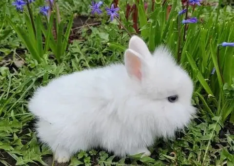 Vând Iepurași Pitici de Companie (Diferite Rase) - Crescătorie - 4/6