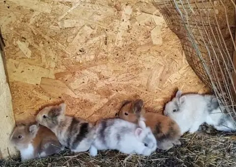 Vând Iepurași Pitici de Companie (Diferite Rase) - Crescătorie - 5/6