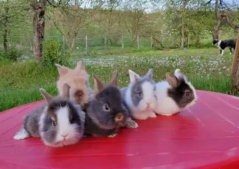 Vând Iepurași Pitici de Companie (Diferite Rase) - Crescătorie - 6/6