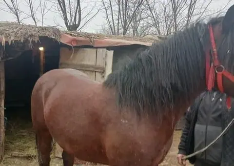 Cal tânăr de 3 ani – Blând, învățat la oiște și la ulube - 1/3