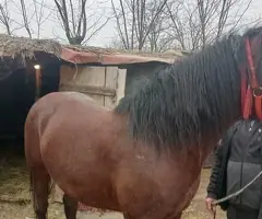 Cal tânăr de 3 ani – Blând, învățat la oiște și la ulube