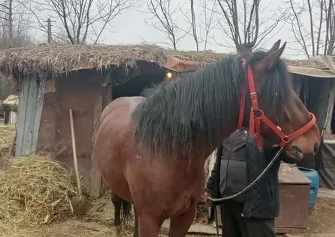 Cal tânăr de 3 ani – Blând, învățat la oiște și la ulube - 2/3