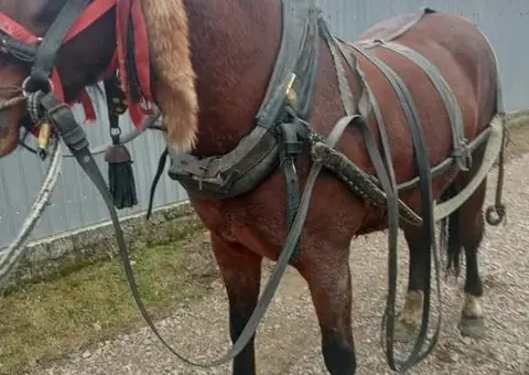 Cal tânăr de 3 ani – Blând, învățat la oiște și la ulube - 3/3