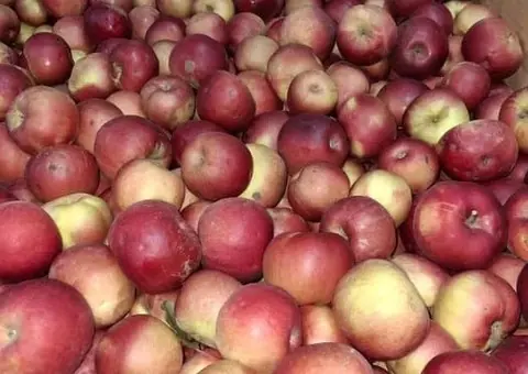 Vând mere de consum en-gros (Golden, Idared, Red Delicious) - Păstrate în celulă frigorifică - 1/3