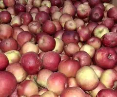 Vând mere de consum en-gros (Golden, Idared, Red Delicious) - Păstrate în celulă frigorifică