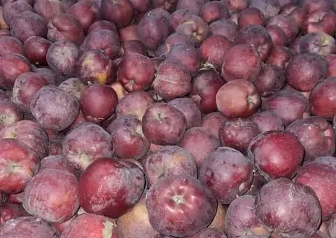 Vând mere de consum en-gros (Golden, Idared, Red Delicious) - Păstrate în celulă frigorifică - 3/3