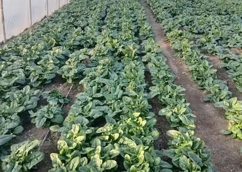 Vând Spanac Proaspăt En-Gros - Cantități Mari Preț Negociabil