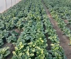 Vând Spanac Proaspăt En-Gros - Cantități Mari Preț Negociabil