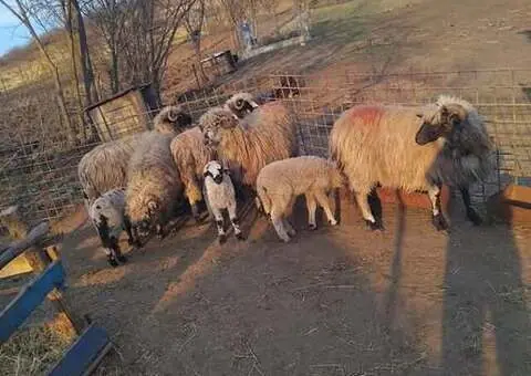 Vând 4 oi cu miei și 1 cârlan - Valea Largă (jud. Mureș) - 1/4