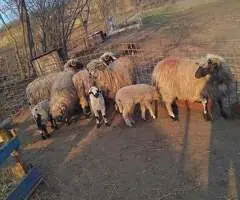 Vând 4 oi cu miei și 1 cârlan - Valea Largă (jud. Mureș)