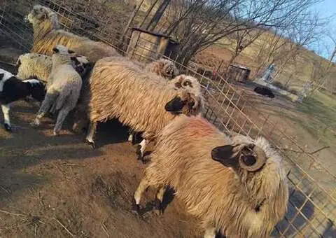 Vând 4 oi cu miei și 1 cârlan - Valea Largă (jud. Mureș) - 2/4