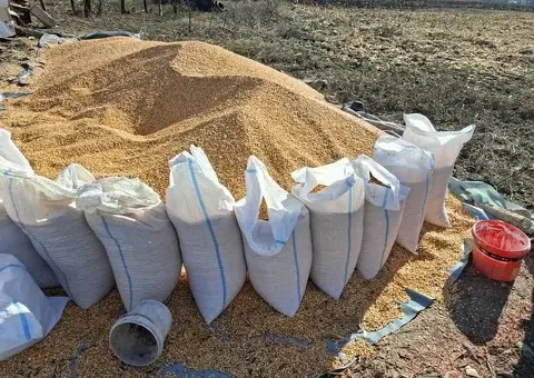 Vând porumb boabe uscat - 1 leu/kg - Asigurăm transport