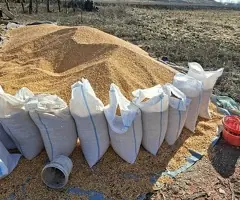 Vând porumb boabe uscat - 1 leu/kg - Asigurăm transport