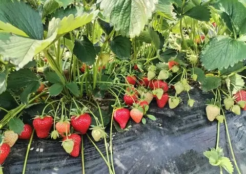 Vând stoloni căpșuni Murano și Aprica - Producție toată vara - 1/4