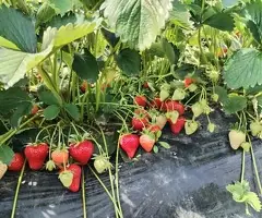 Vând stoloni căpșuni Murano și Aprica - Producție toată vara