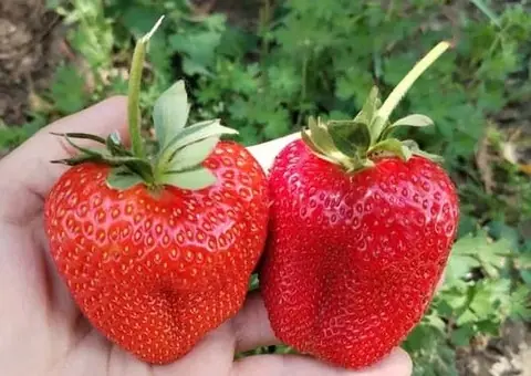 Vând stoloni căpșuni Murano și Aprica - Producție toată vara - 2/4