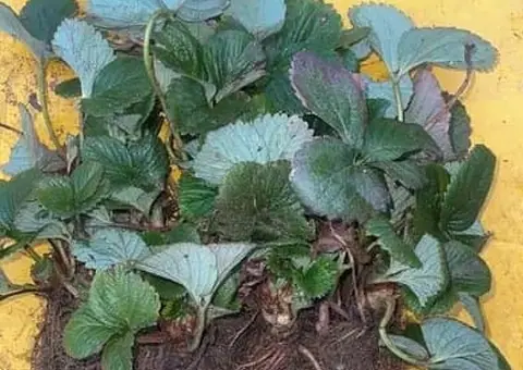 Vând stoloni căpșuni Murano și Aprica - Producție toată vara - 3/4