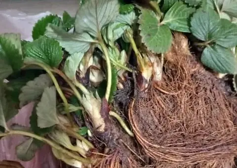 Vând stoloni căpșuni Murano și Aprica - Producție toată vara - 4/4