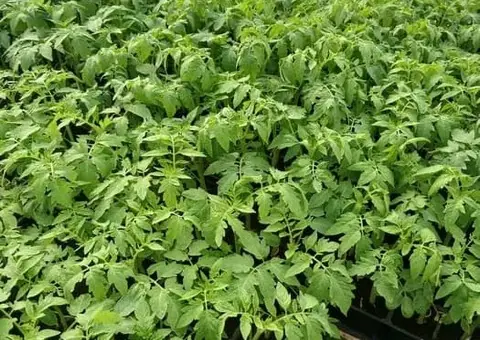 Vând răsaduri roșii profesionale GHITTIA, Sandoline și Rila F1 - 2 lei - 1/3