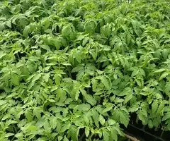 Vând răsaduri roșii profesionale GHITTIA, Sandoline și Rila F1 - 2 lei