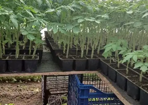 Vând răsaduri roșii profesionale GHITTIA, Sandoline și Rila F1 - 2 lei - 2/3