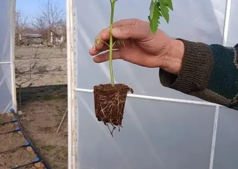 Vând răsaduri roșii profesionale GHITTIA, Sandoline și Rila F1 - 2 lei - 3/3