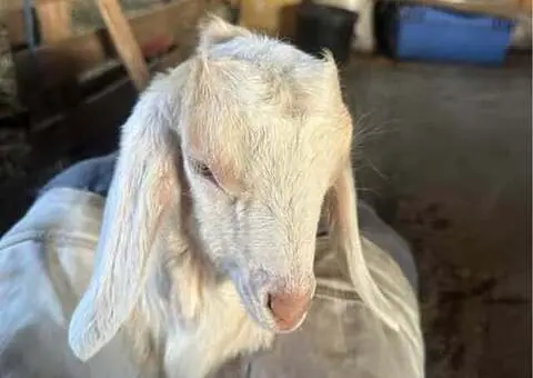 Vând țapușor Anglo-Nubian – 3 luni – Ohaba Forgaci, Timiș