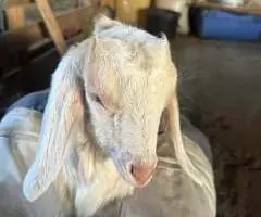Vând țapușor Anglo-Nubian – 3 luni – Ohaba Forgaci, Timiș