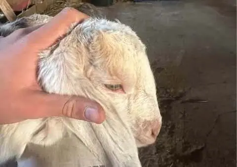 Vând țapușor Anglo-Nubian – 3 luni – Ohaba Forgaci, Timiș - 2/2