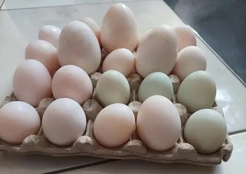 Vând ouă de incubat Brahma, gâscă și rață - de la 5 lei