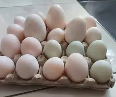 Vând ouă de incubat Brahma, gâscă și rață - de la 5 lei