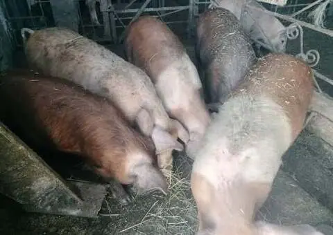 Vând Șoldani Sibiu (30-65 kg) – Porci de Carne, Sănătoși și Bine Hrăniți
