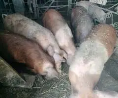 Vând Șoldani Sibiu (30-65 kg) – Porci de Carne, Sănătoși și Bine Hrăniți