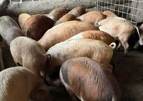 Vând Șoldani Sibiu (30-65 kg) – Porci de Carne, Sănătoși și Bine Hrăniți - 2/2