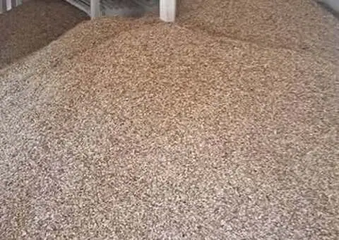 Vând Porumb, Grâu și Floarea-Soarelui – Producție 2025 – Căldăraru, Argeș